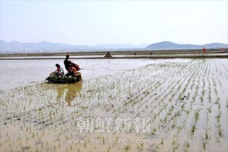 不利な気候条件の下で田植え作業が行われた黄海北道沙里院市にある嵋谷協同農場（朝鮮中央通信＝朝鮮通信）