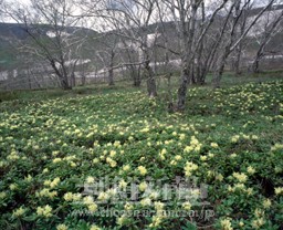 〈朝鮮名峰への旅 13〉白頭山の一番早い春の到来は鯉明水から