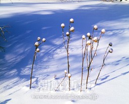 〈朝鮮名峰への旅 25〉雪が太陽にとけ、ダイアモンドダストのように輝く