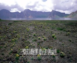 〈朝鮮名峰への旅 14〉7月は、高山植物の咲き競う「花の王国」