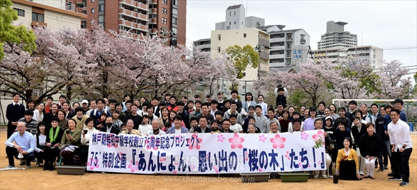 「共生の桜」を後世へ／神戸初中で創立75周年記念プロジェクト
