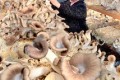 대대적으로 벌어지는 버섯재배／본보기단위 경험을 일반화