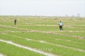 〈번영의 보검, 자력갱생의 현장에서 2〉과학농사열풍속에 다수확을 담보