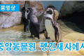 【동영상】중앙동물원 펭긴새사에서