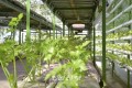 옥상에서 온실농사, 사계절 남새와 버섯 생산／전국에 소문낸 실리있는 부지절약형온실