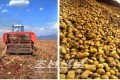 량강도에서 감자수확 시작／력량과 기계수단을 총동원