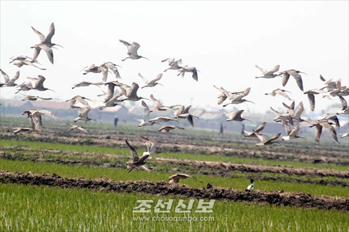 5개 철새보호구들에서 조사 진행, 10여종 4,000여마리의 위협종 포착