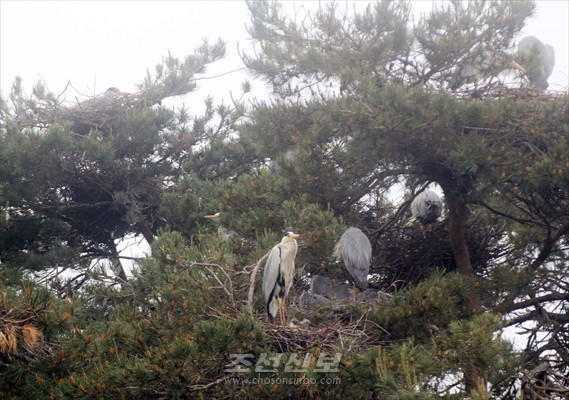 수많은 백로, 왜가리들을 조사관찰／평안남도와 함경북도의 철새보호구에서