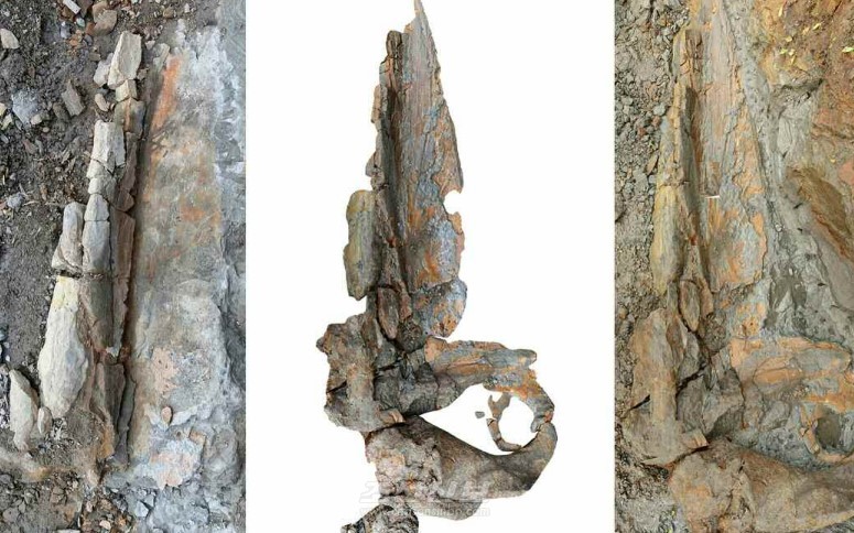 중신세의 고래화석 새로 발굴, 천연기념물로 등록