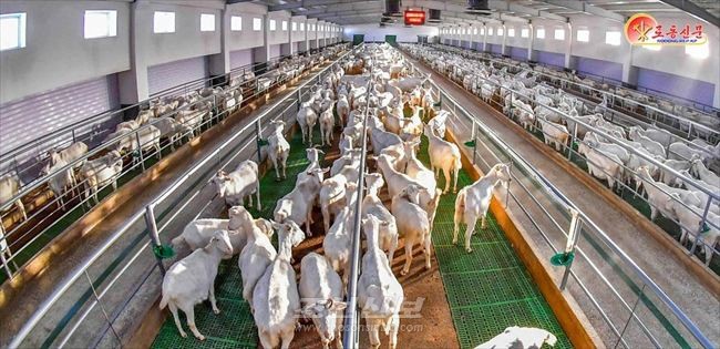 《여기가 바로 사회주의리상향이다》/《로동신문》기자들의 삼광축산농장 방문기